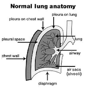 Pleural Mesothelioma Explained - Normal Lung Anatomy